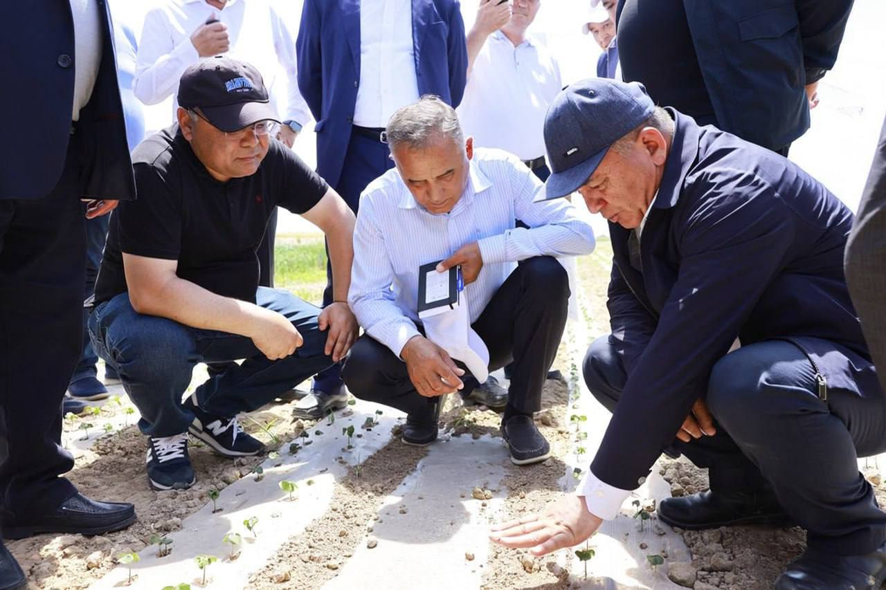 Qashqadaryoda xorijiy paxta va g‘alla navlari yangicha texnologiya asosida yetishtirilmoqda