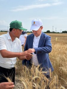 O‘zbek bug‘doy navlari Tojikistonda yuqori hosildorlikni namoyon etmoqda