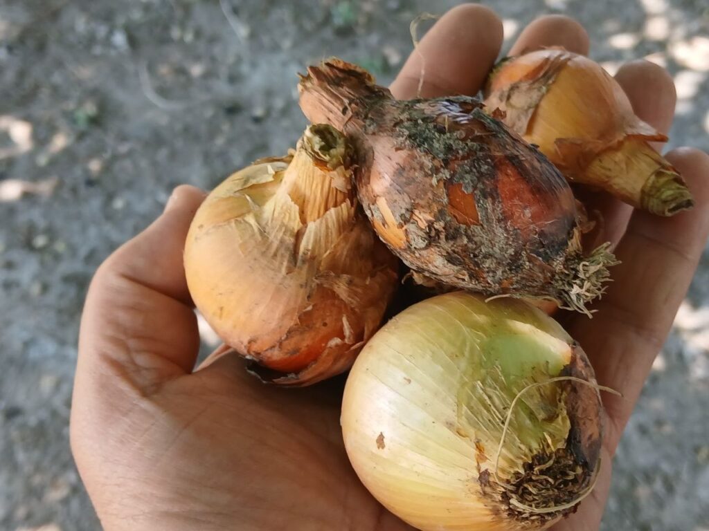 Karmana elita urug‘chilik xo‘jaligi da piyoz, sarimsoq, sabzi, makkajo‘xori hamda bedaning yuqori avlodli urug‘lari yetishtirilmoqda
