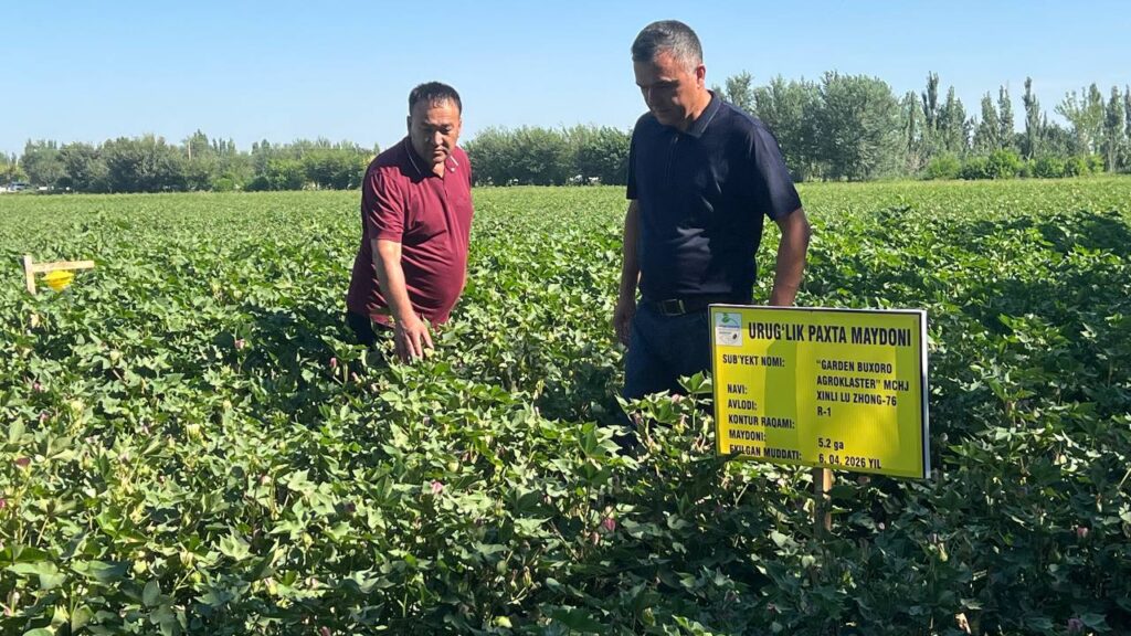 Urug‘lik paxta maydonlarining ikkinchi dala ko‘riklari davom etmoqda