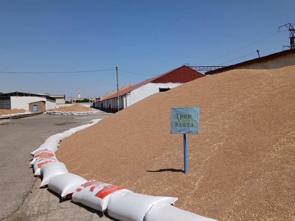 "NAVOIY BEST SEEDS" MCHJda 4 572 tonna yuqori avlodli urug‘lik g‘alla jamg‘arildi