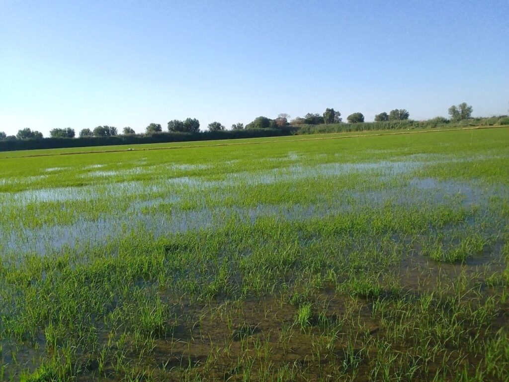 Xorazm viloyatida 2027-yil hosili uchun urugʻlik sholi yetishtirilayotgan dala maydonlarida agrotexnik tadbirlar belgilangan reja asosida olib borilmoqda