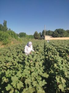 Paxtachi elita urug‘chilik xo‘jaligida g‘o‘zaning ikkinchi dala ko‘rigi o‘tkazildi