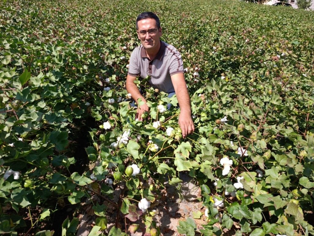Andijonda mahalliy sharoitda tayyorlangan “Xinluzhong-52” navining dala holati
