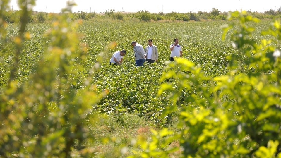 Paxta hosili taqdiri — dalalardagi agrotexnik tadbirlarga bog‘liq