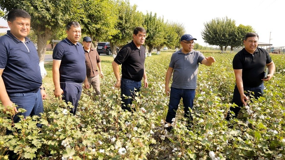Paxta parvarishida agrotexnik tadbirlarga rioya qilinmoqda
